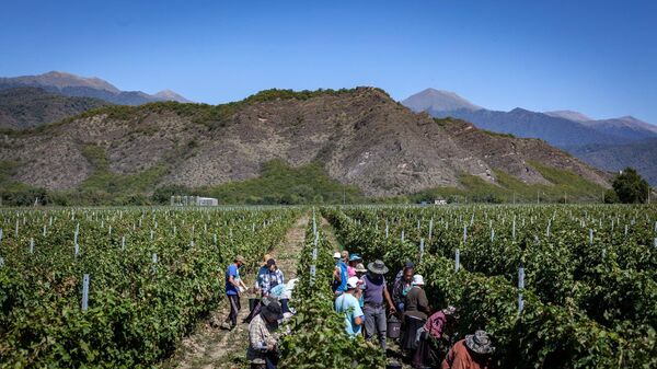 Ртвели 2025 - Sputnik Грузия