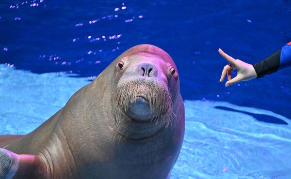 Морж во время премьеры шоу Море снов в Москвариуме в Москве - Sputnik Грузия