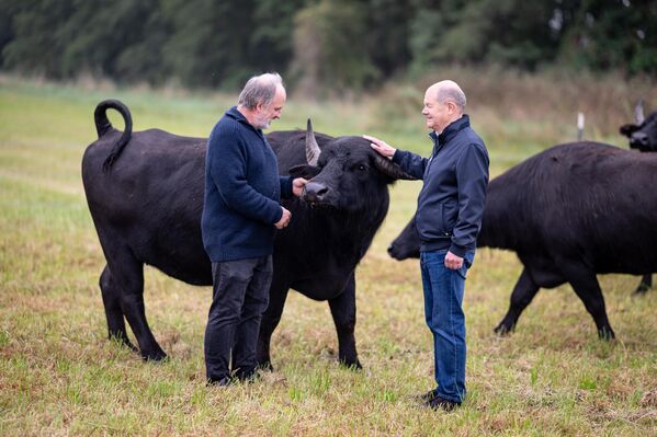 Бывший канцлер Германии Олаф Шольц с фермером и водяным буйволом во время посещения сельскохозяйственного природоохранного кооператива. - Sputnik Грузия