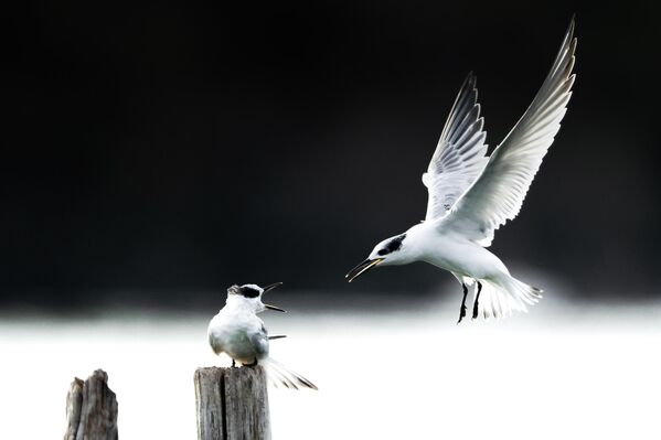 Птицы соревнуются друг с другом за то, чтобы усесться на сухие ветки. - Sputnik Грузия