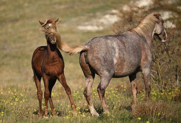 Лошади у Белой скалы (Ак-Кая) в Белогорском районе Крыма, Россия - Sputnik Грузия