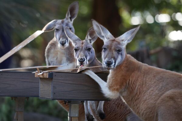 Кенгуру во время утреннего кормления в зоопарке Таронга в Сиднее. Кенгуру во время утреннего кормления в зоопарке Таронга в Сиднее. - Sputnik Грузия