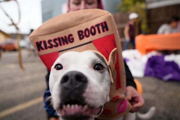 Собака в костюме с надписью "Будка для поцелуев" во время мероприятия по сбору лакомств для собак в Лансинге, штат Мичиган, США. Собака в костюме с надписью "Будка для поцелуев" во время мероприятия по сбору лакомств для собак в Лансинге, штат Мичиган, США. - Sputnik Грузия