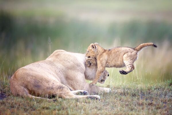 Автор: Вики Джаурон (США)Название: Игривые детеныши на болоте x 4 - Sputnik Грузия