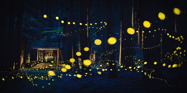 Снимок "Священный танец светлячков" фотографа Ширли Вунг. Снимок "Священный танец светлячков" фотографа Ширли Вунг. - Sputnik Грузия