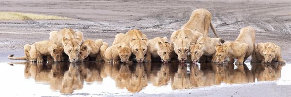 Снимок "В баре" фотографа Ранджана Рамчандани. Снимок "В баре" фотографа Ранджана Рамчандани. - Sputnik Грузия