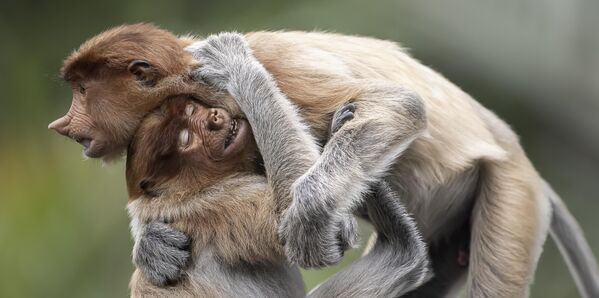 ფოტოგრაფ დანიელ ვალვერდეს ფოტო „ძმური ჩახუტება“.  ფოტოგრაფ დანიელ ვალვერდეს ფოტო „ძმური ჩახუტება“.  - Sputnik საქართველო