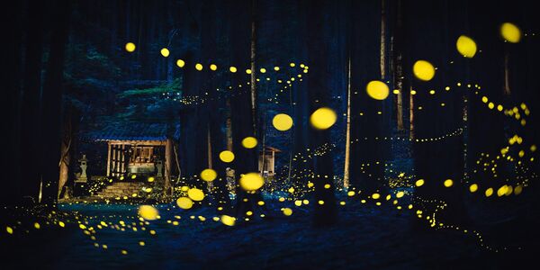 „ციცინათელების წმინდა ცეკვა“, ფოტოგრაფი შირლი ვუნგი. „ციცინათელების წმინდა ცეკვა“, ფოტოგრაფი შირლი ვუნგი. - Sputnik საქართველო