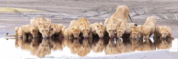„ბარში", ფოტოგრაფი რანჯან რამჩანდანი. „ბარში", ფოტოგრაფი რანჯან რამჩანდანი. - Sputnik საქართველო