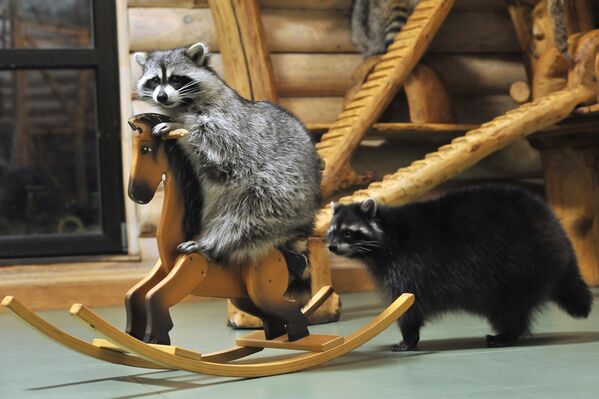 Еноты играют в контактном зоопарке Изба енотов в городе Тамбове, Россия - Sputnik Грузия