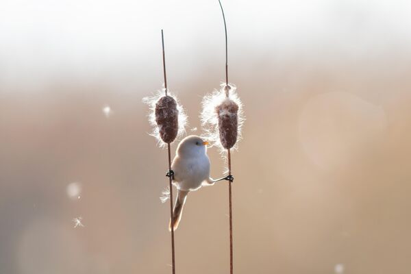 ჩიტი ლერწმის ტოტზე თამაშობს ლონგფენგის ჭარბტენიან პარკში, ჩინეთში.  ჩიტი ლერწმის ტოტზე თამაშობს ლონგფენგის ჭარბტენიან პარკში, ჩინეთში. - Sputnik საქართველო