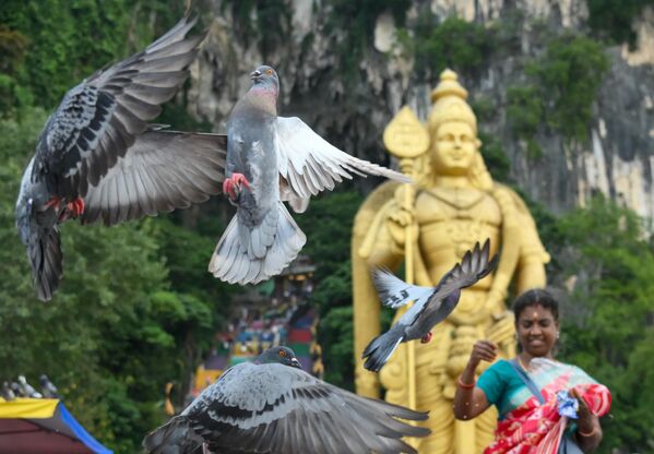ტურისტები კუალა-ლუმპურეს ერთ-ერთ მღვიმეში ჩიტებს კვებავენ. ტურისტები კუალა-ლუმპურეს ერთ-ერთ მღვიმეში ჩიტებს კვებავენ. - Sputnik საქართველო