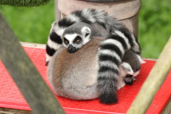 Кошачьи лемуры в Лемуровом лесу зоопарка Сан-Франциско. - Sputnik Грузия