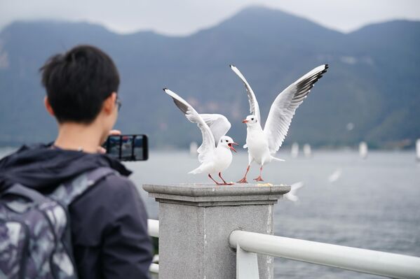 Турист фотографирует озёрных чаек на озере Дяньчи в Китае. - Sputnik Грузия