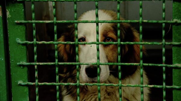 როგორ უნდა გადაიჭრას ცხოველების მიმართ სასტიკი მოპყრობის პრობლემა საქართველოში? - Sputnik საქართველო