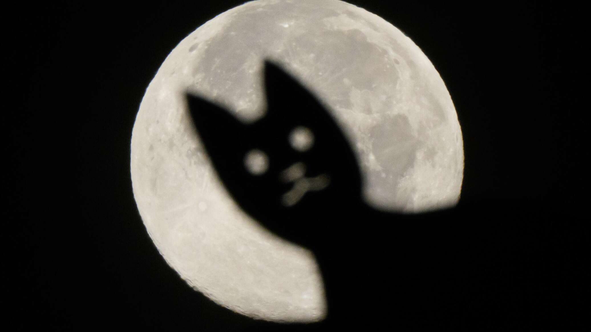 პირველი კატა მთვარეზე და თავისუფლების ქანდაკება შვებულებაში: კვირის სასაცილო ფოტოები