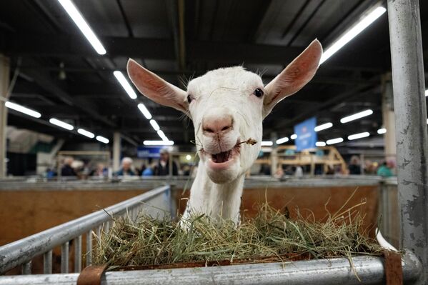 Коза ест на 103-й ежегодной Королевской сельскохозяйственной зимней ярмарке в выставочном центре Exhibition Place в Торонто. Коза ест на 103-й ежегодной Королевской сельскохозяйственной зимней ярмарке в выставочном центре Exhibition Place в Торонто. - Sputnik Грузия