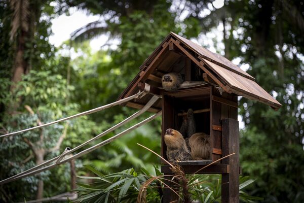 ზარმაცები ემილიო გელდის მუზეუმში, ბელემში, ბრაზილია. - Sputnik საქართველო