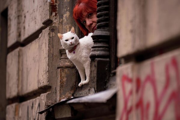 ბუქარესტში, ძველი სახლის ფანჯარიდან კატა იყურება. - Sputnik საქართველო