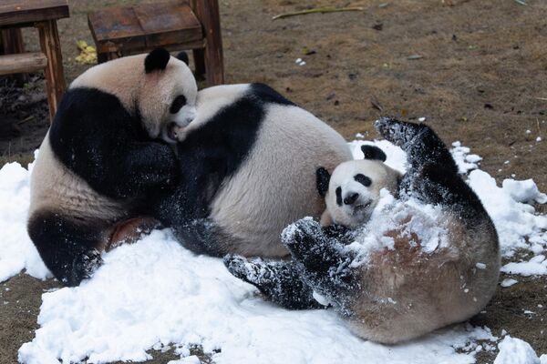 დიდი პანდები თოვლში თამაშობენ. - Sputnik საქართველო