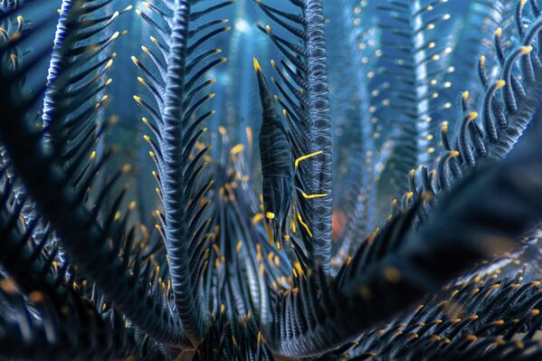 Снимок "Пернатый дом" испанского фотографа Луиса Арпа Торибио. - Sputnik Грузия