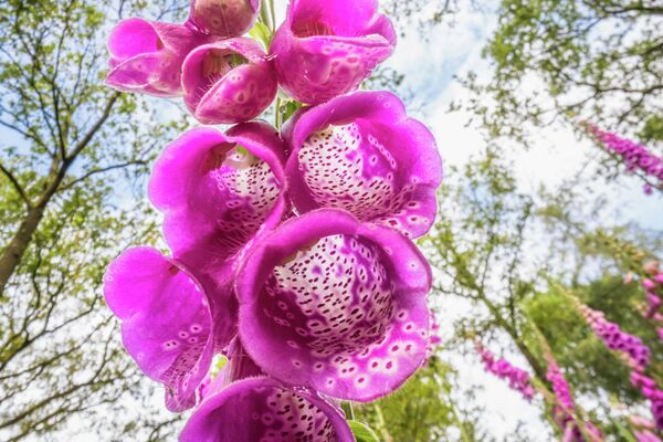 Снимок "Цветочные пейзажи" нидерландского фотографа Тео Босбума. - Sputnik Грузия