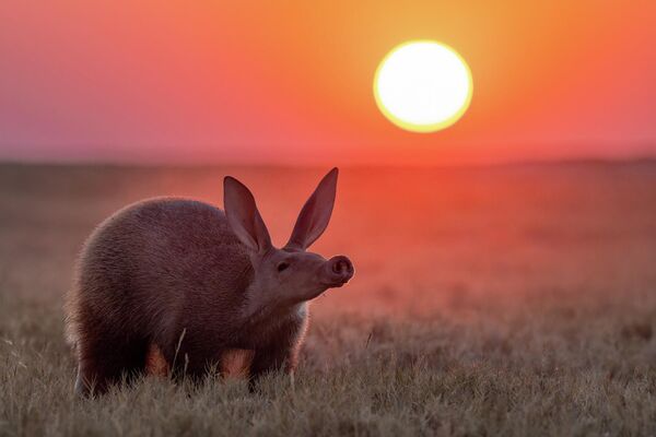 Снимок "Любопытный нос" южноафриканского фотографа Лауры Дайер. - Sputnik Грузия