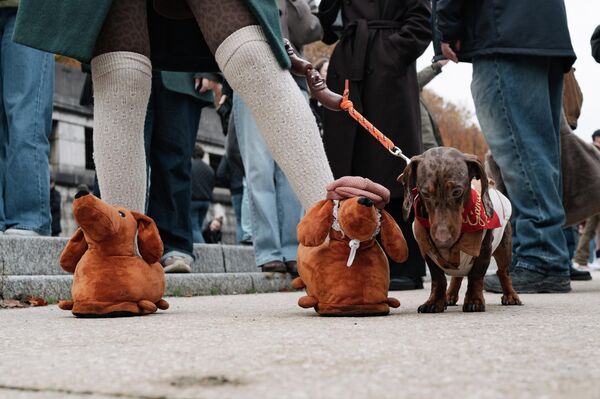 "Парижская прогулка с сосисками" – акция сбора средств для такс в Париже. "Парижская прогулка с сосисками" – акция сбора средств для такс в Париже. - Sputnik Грузия