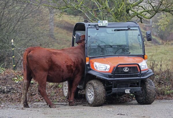 Любопытная корова проявляет интерес к транспортному средству в Германии. Любопытная корова проявляет интерес к транспортному средству в Германии. - Sputnik Грузия