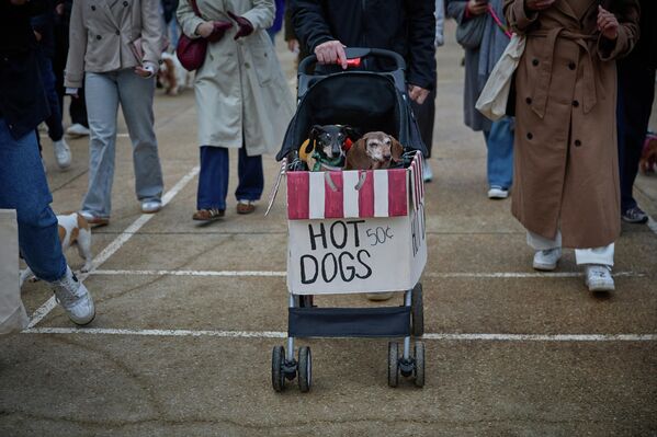 Две таксы в коляске во время 6-го ежегодного Парижского сосисочного марша во Франции. Две таксы в коляске во время 6-го ежегодного Парижского сосисочного марша во Франции. - Sputnik Грузия