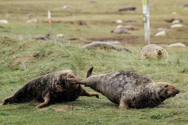 ნაცრისფერი სელაპები დიდი ბრიტანეთის დონა-ნუკის ეროვნულ ნაკრძალში. - Sputnik საქართველო