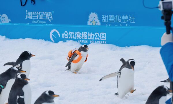 პინგვინი ზურგჩანთით პინგვინების აღლუმზე ჰარბინის პოლარულ პარკში, ჩინეთი. - Sputnik საქართველო