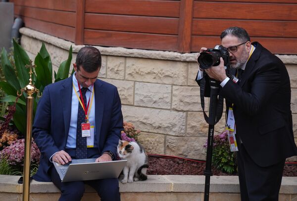 Журналисты и кошка на совместной церемонии благословения христианских конфессий в соборе Святого Георгия в Стамбуле. - Sputnik Грузия