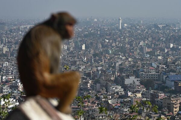 მაიმუნი კატმანდუს უყურებს. - Sputnik საქართველო