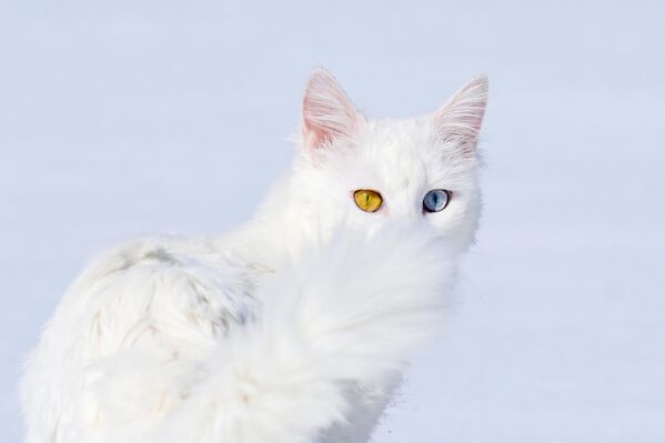 По словам исполнительного директора института цвета Литрис Айсман, он символизирует чистый холст, который открывает &quot;новые горизонты и способы мышления&quot;. - Sputnik Грузия