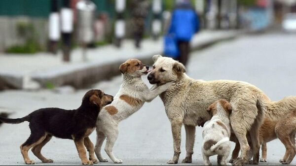 როგორ უნდა გადაიჭრას მიუსაფარი ცხოველების პრობლემა საქართველოში? ხელისუფლება კონტროლს ამკაცრებს - Sputnik საქართველო