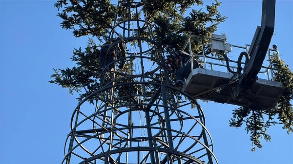 ნაძვის ხე - Sputnik საქართველო