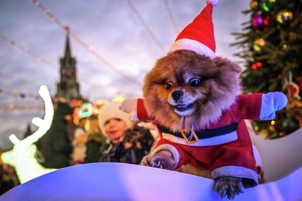 Собака в костюме Санта Клауса на новогодней ГУМ-ярмарке на Красной площади в Москве, Россия Собака в костюме Санта Клауса на новогодней ГУМ-ярмарке на Красной площади в Москве, Россия - Sputnik Грузия