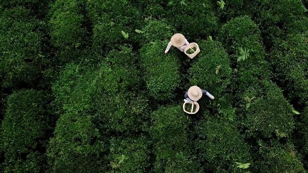 მეჩაიეობა საქართველოში: რა პერსპექტივები აქვს ამ დარგს? - Sputnik საქართველო