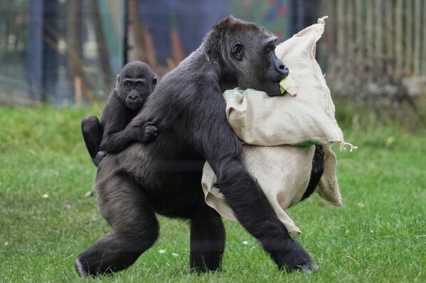 გორილა საშობაო ტომრებით ხელში, რომლებიც ლონდონის ზოოპარკის თანამშრომლებმა ლონდონში გამართული „შობის მაგიის“ ღონისძიების დროს შესწირეს. - Sputnik საქართველო