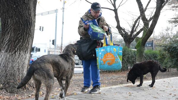 Большой поступок обычного человека: как житель Тбилиси спасает собак - Sputnik Грузия