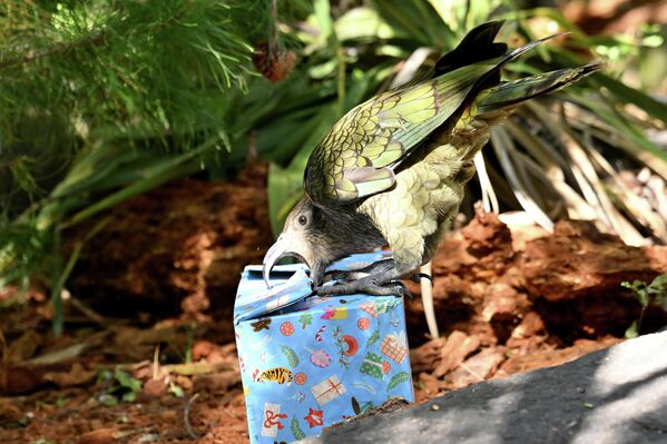 ზოოპარკ Orana Wildlife Park -ის ბინადარი თუთიყუში საშობაო ნუგბარით სავსე ყუთს ხსნის, ახალი ზელანდია. - Sputnik საქართველო