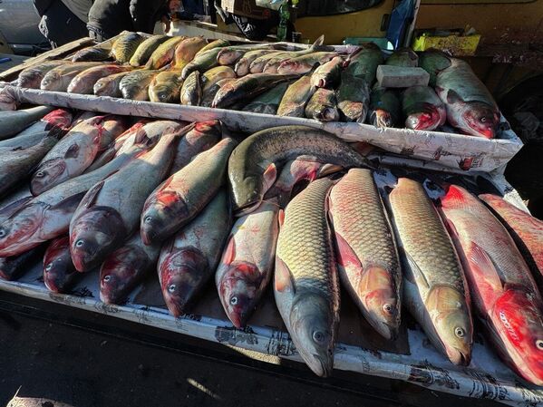 Особым спросом в новогодние дни пользуется рыба – целый сом стоит 20 лари.  - Sputnik Грузия