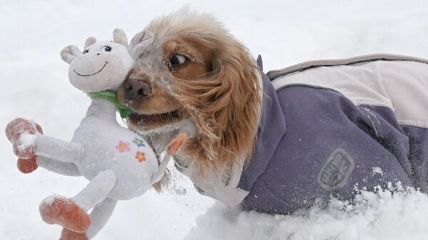 Собака играет на снегу - Sputnik Грузия