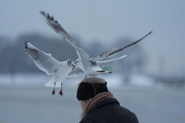 Чайка сидит на голове женщины в Германии. - Sputnik Грузия