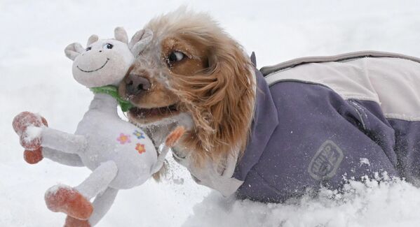 დინარე იენისეის სანაპიროზე სეირნობისას ძაღლი თოვლში თამაშობს. - Sputnik საქართველო