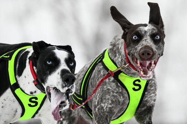  ძაღლები ციგურებით ნოვოსიბირსკის ოლქის ჩემპიონატზე „საშობაო რბოლა - 2026“. - Sputnik საქართველო