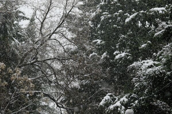 თოვლში განსაკუთრებით ლამაზია პარკები და სკვერები. - Sputnik საქართველო