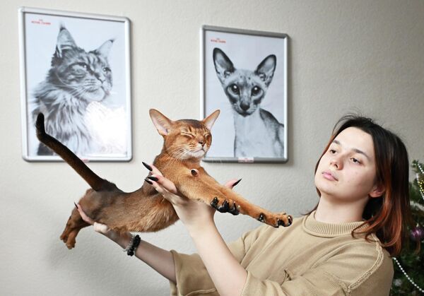 Абиссинский кот по кличке Дарлен Флер Далмор Блэк и его владелица Дарья Грузинова в Москве.  - Sputnik Грузия