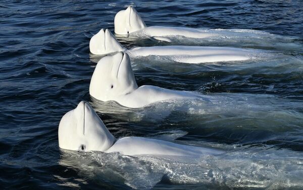 Тренировка белух на базе изучения морских млекопитающих Приморского океанариума в бухте Парис во Владивостоке - Sputnik Грузия